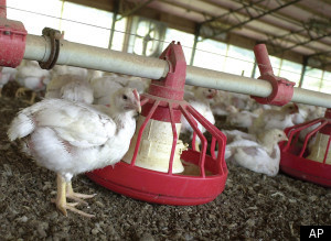Antibiotic Resistant Superbugs