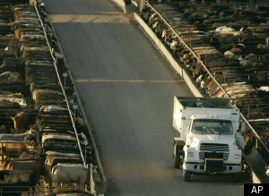 Factory Farm Antibiotics