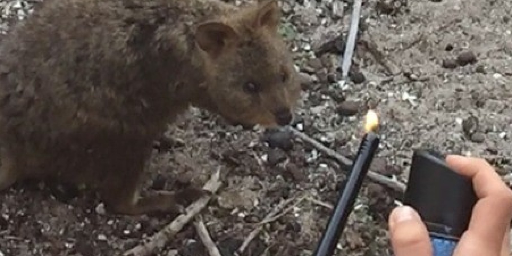 High quality Quokka photo, Quokka photo, Quokka photos, Photos of Quokka 