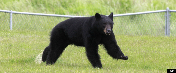 Bear