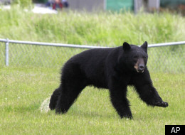 Bears Busted As Students Look On