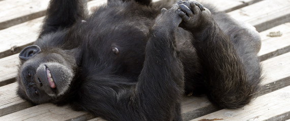 CHIMPANZES PERSONNES JUSTICE