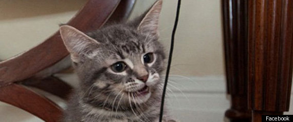 Harper Cat Naming Contest