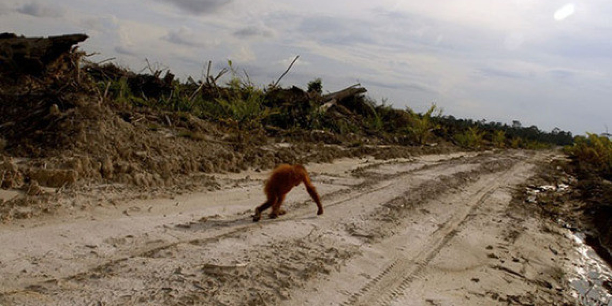 McDonald's Pledges to Eliminate Deforestation From Its Entire Supply