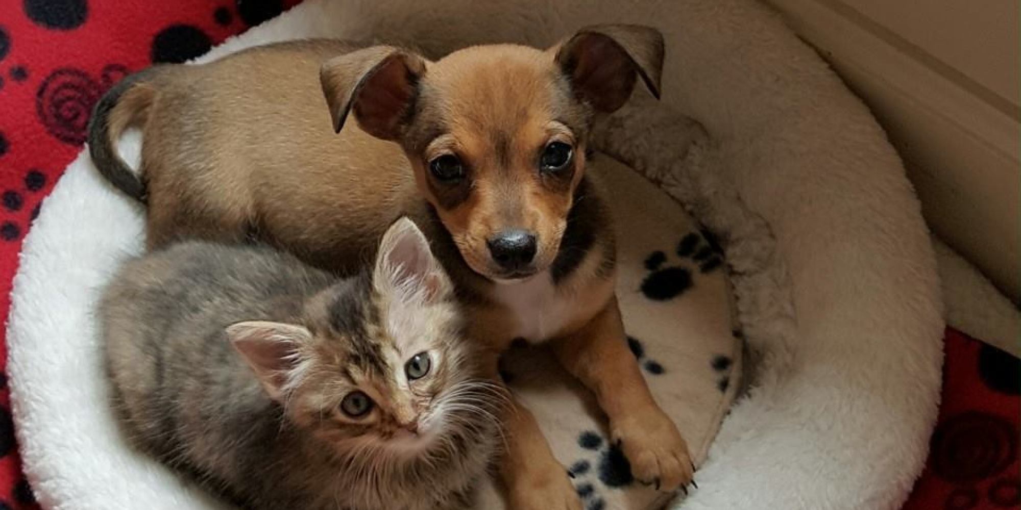 Ridiculously Adorable Chihuahua And Kitten BFFs Need A Permanent Home