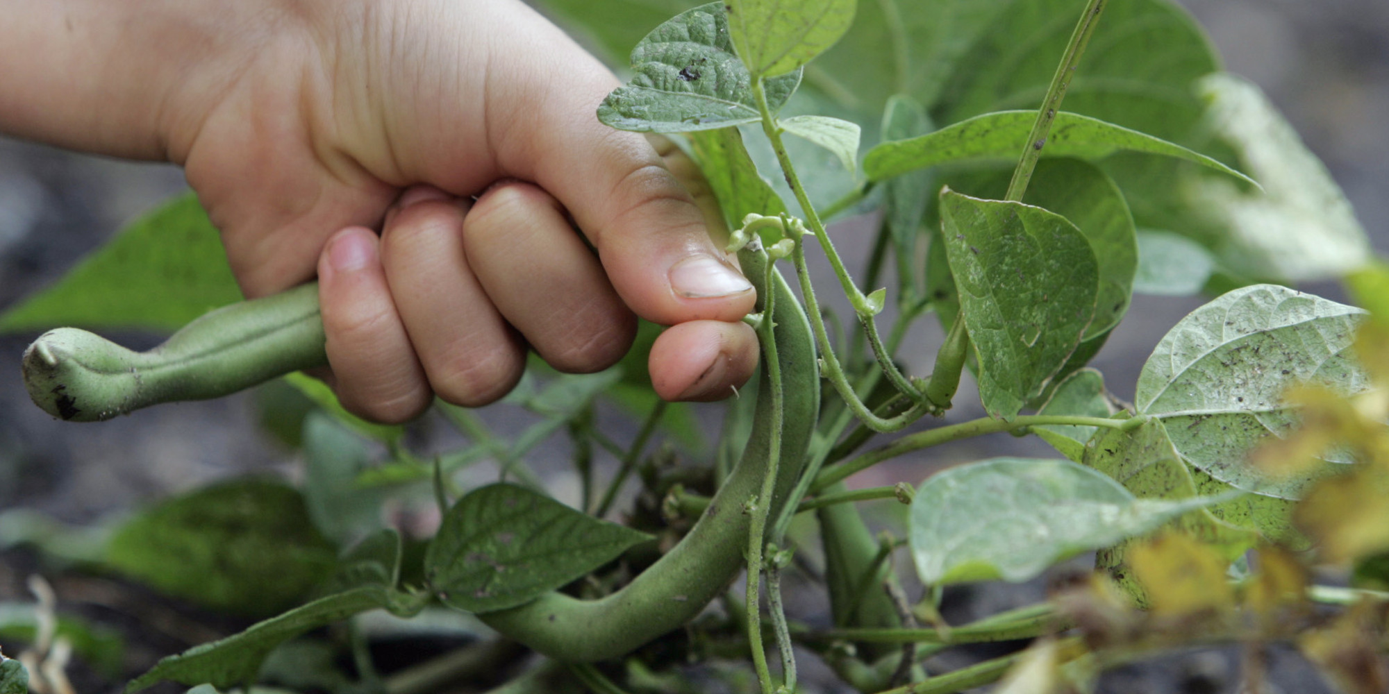 School Gardens Can Help Kids Learn Better And Eat Healthier. So Why Aren't They Everywhere?