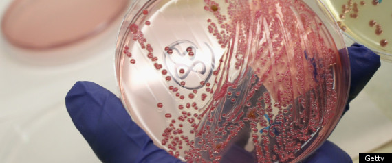 E Coli Bacteria
