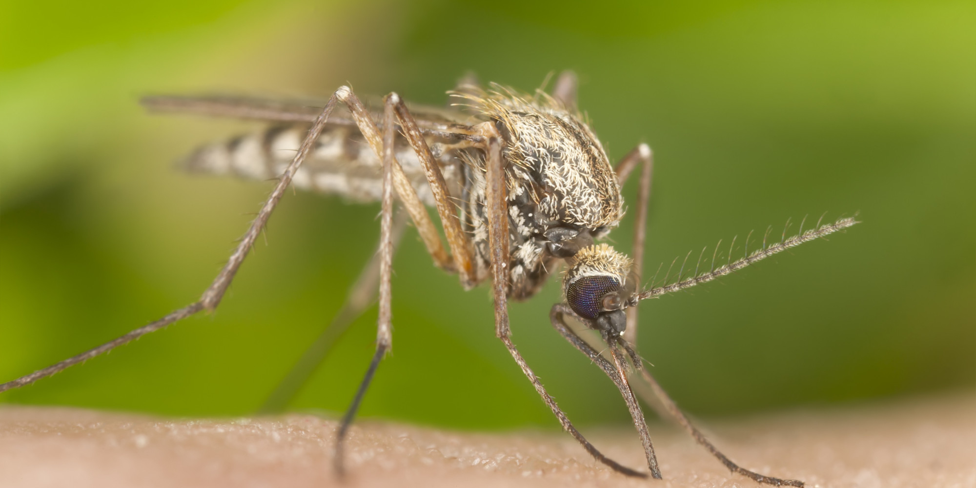 Body Odour Genes Determine Your Chance Of Getting A Mosquito Bite