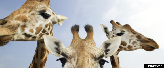 GIRAFFE ZOO BIRTH CONTROL