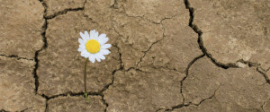 resiliencia