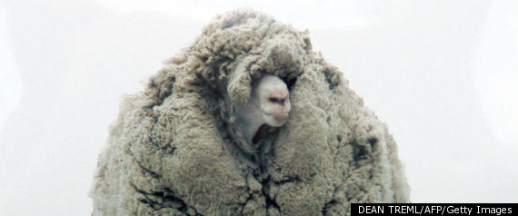 Celebrity Sheep