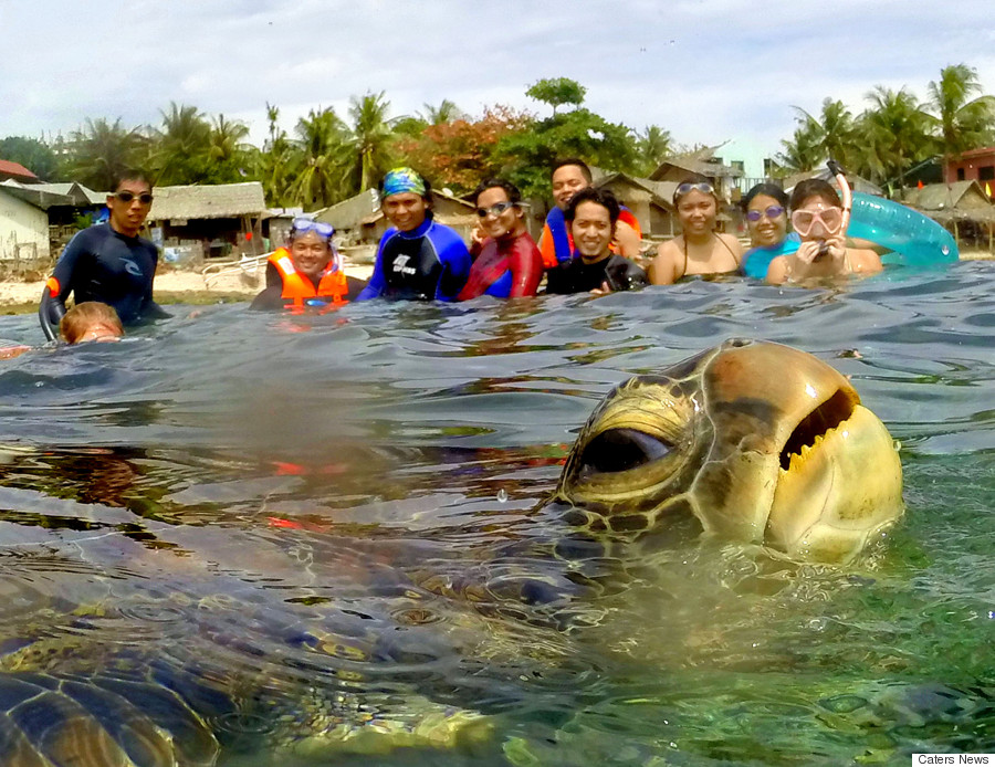 sea turtle photobombing picture