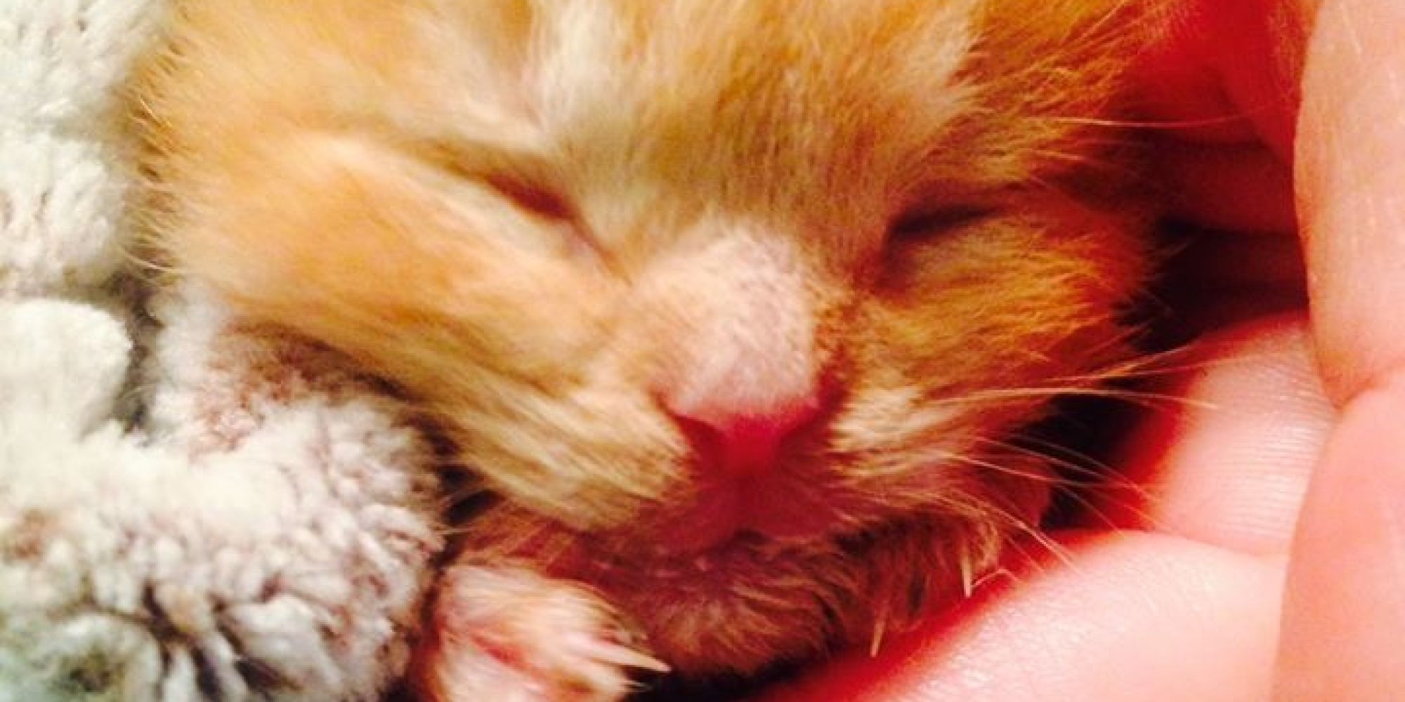 Tiny Kitten Found Covered In Soot After Massive Fire Is A True Survivor