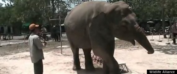 Lucky The Dancing Elephant
