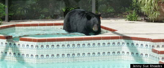 Black Bear Longwood