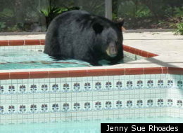 Florida Bear Hot For Hot Tubs, Not Pic-A-Nic Baskets