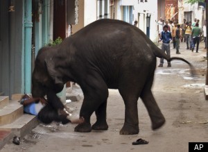 Wild Elephant India