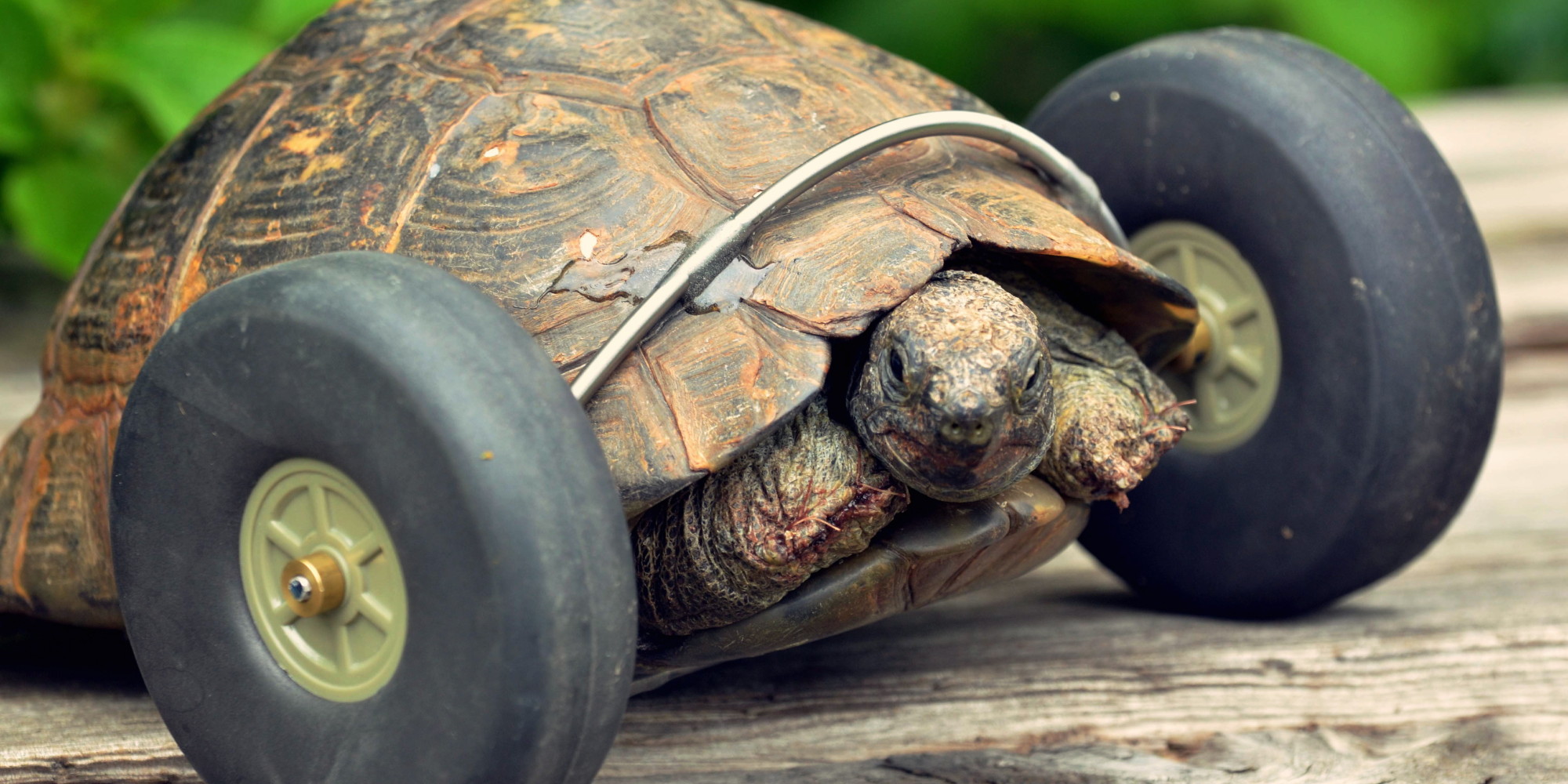 turtle big wheel