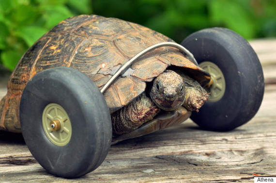 tortoise wheels