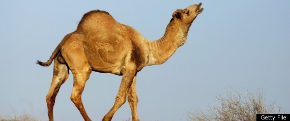 Australia Camels Carbon Credits