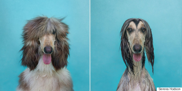 Show Dogs Can't Hide Their Grumpy Feelings In 'Dry Dog Wet Dog' Photo Series