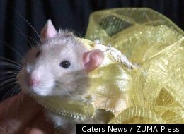 PHOTOS: Rat Fashion Show Highlights The Best In Rodent Couture