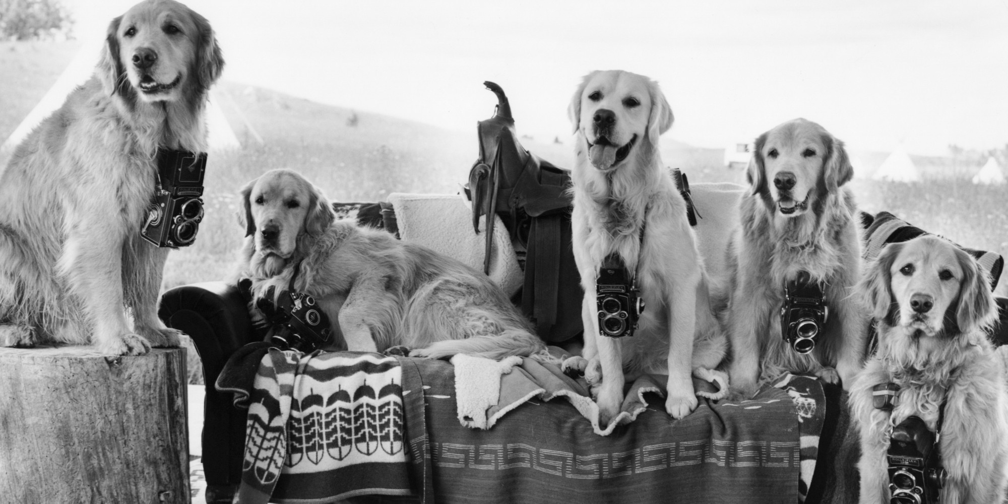 3 Dog Clothing Brands That'll Make Your Pup The BestDressed On The