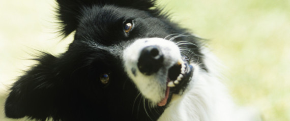 Dog Behavior