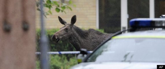 Runaway Moose On Loose Barges Into Swedish Retirement Home