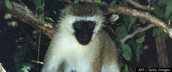 Monkey