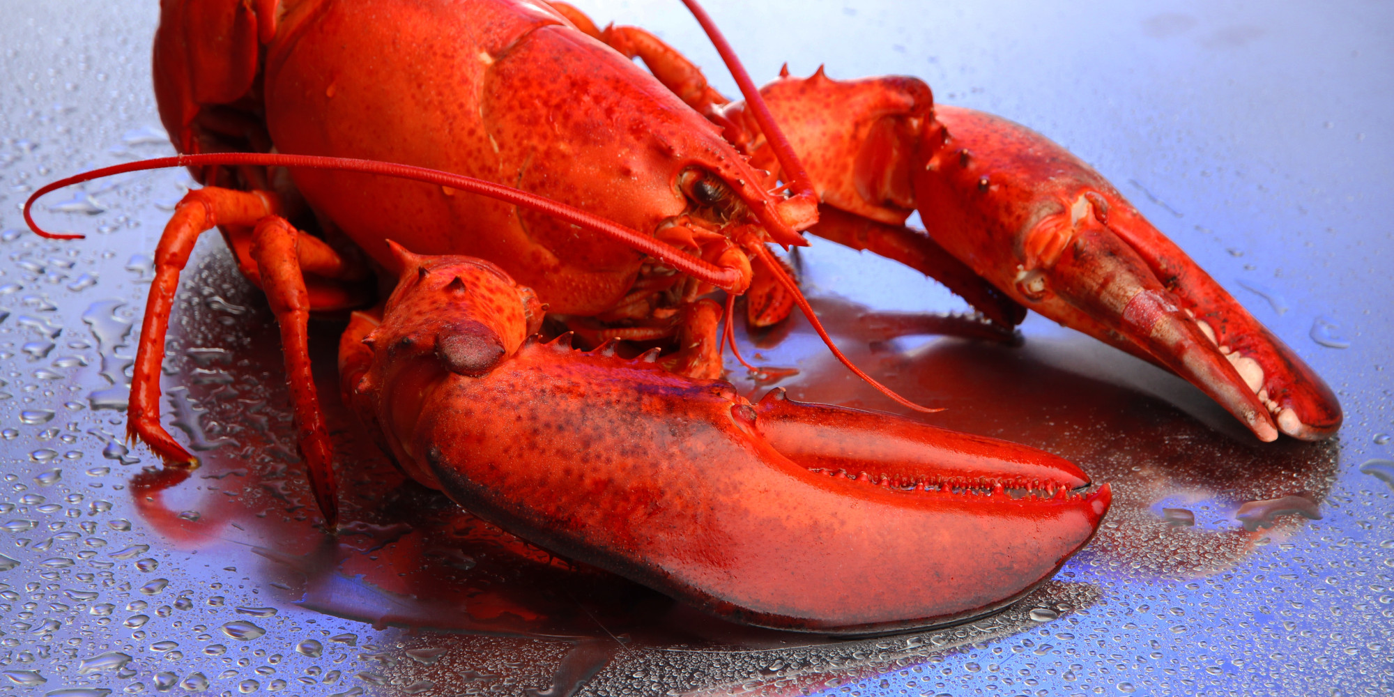 Scientists Finally Figure Out Why Lobsters Turn Red When Cooked Huffpost