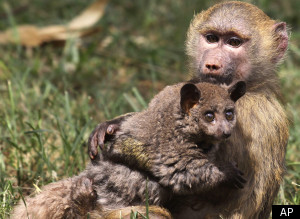 Baboon Adopts Bush Baby