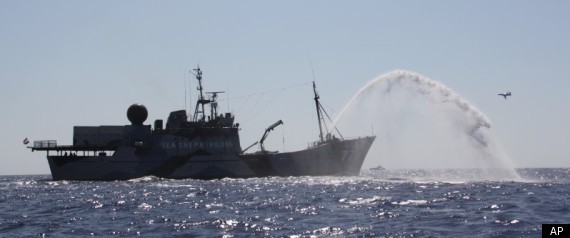 Sea Shepherd Battle Fishermen Libya Tuna