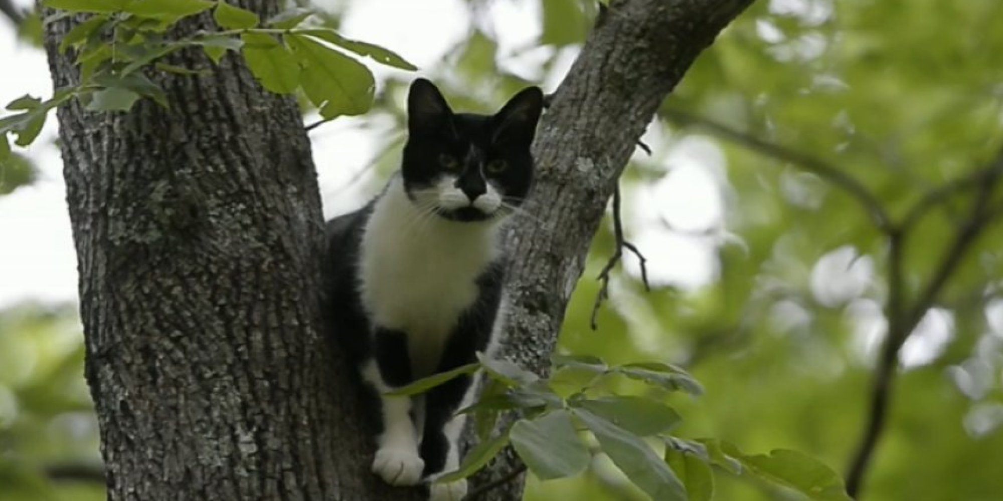 Charlie The Cat Stuck In Tree For 3 Days, Keeps Spinning HuffPost