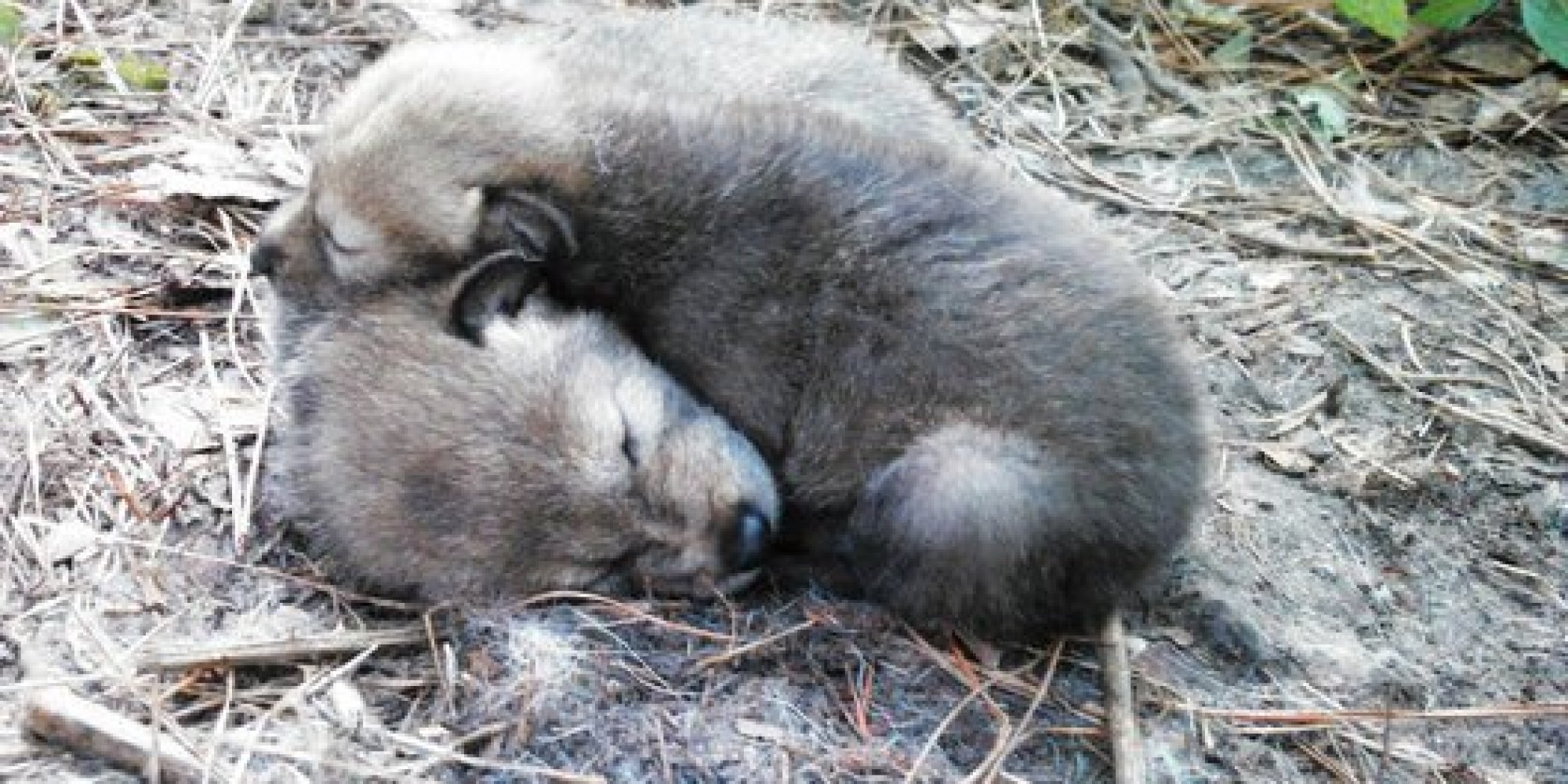 Say Hello To The Adorable Rare Red Wolf Pups Born This Spring | HuffPost