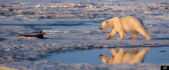 Climate Change Polar Bear