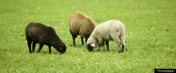 Sheep School District