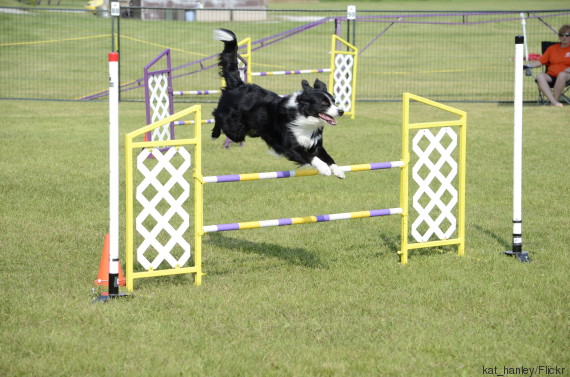dog sport