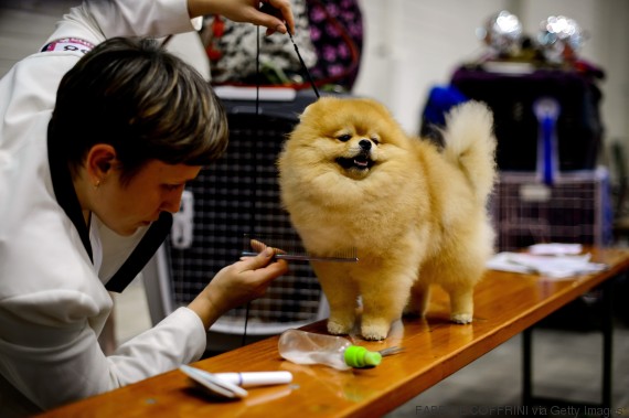 dog beauty