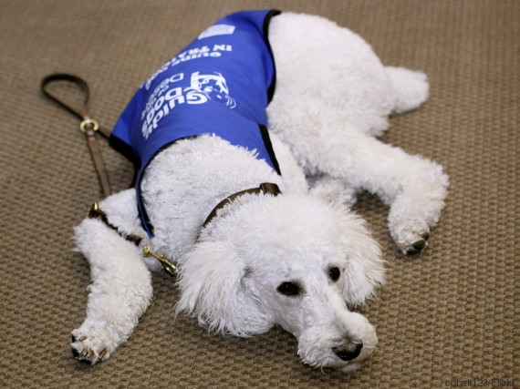 dog guide blind