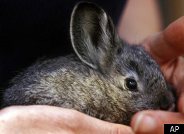 Pygmy Rabbit Facts