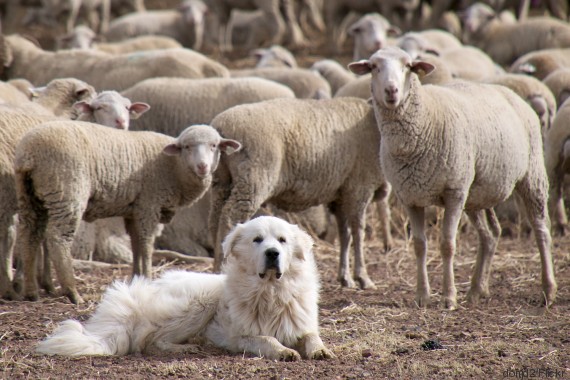 dog sheep