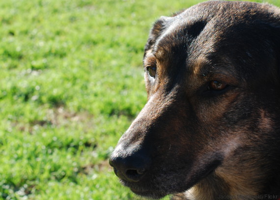 dog italy