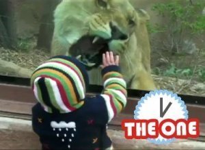 Lion And Baby