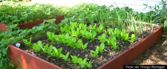The 10 Easiest Vegetables To Grow