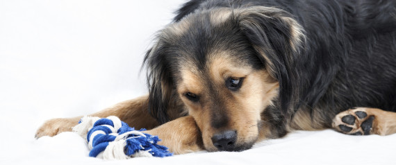 Diese Warnsignale können für eine tödliche Krankheit Ihres Hundes