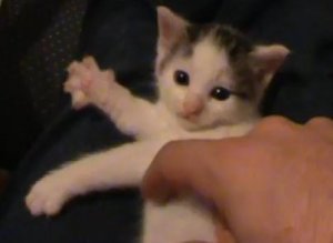 Sleepy Kitten Plays Harp