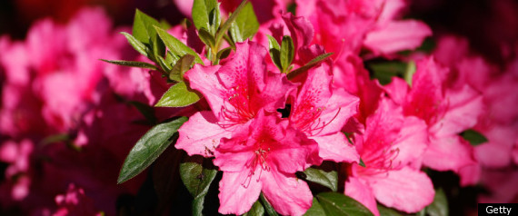 Azaleas