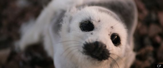 Seal Hunt 2011