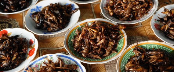edible insects